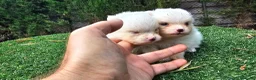 Pomerania perros en venta: Cachorritos Pomerania mini toy - Anuncio 8