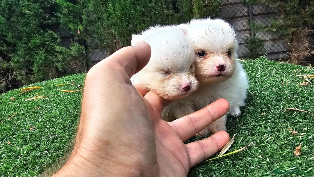 Pomerania perros en venta: Cachorritos Pomerania mini toy - Anuncio 8