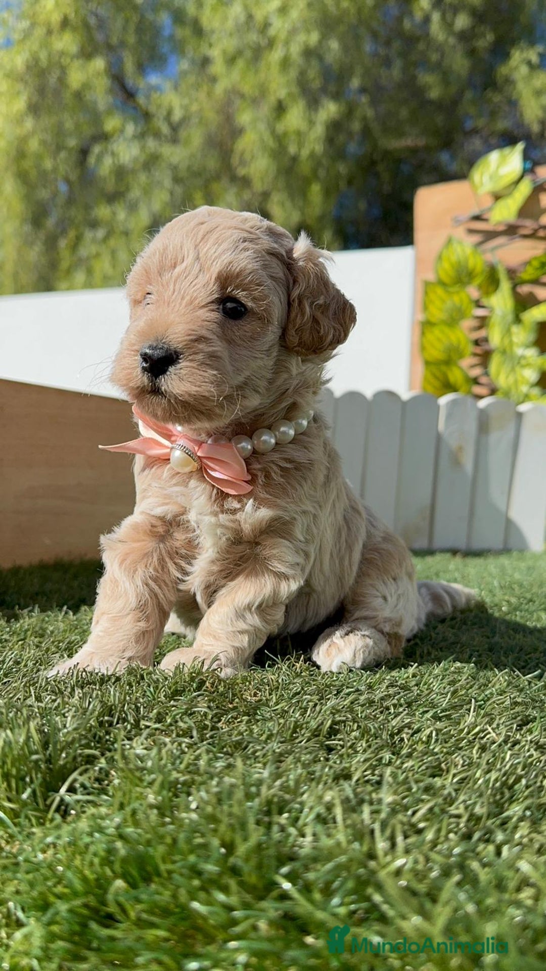 Maltipoo perros en venta: MALTIPOO HEMBRA - Imagen 14