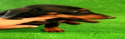 Teckel Miniatura perros en venta: Teckel Miniatura  - Anuncio 2