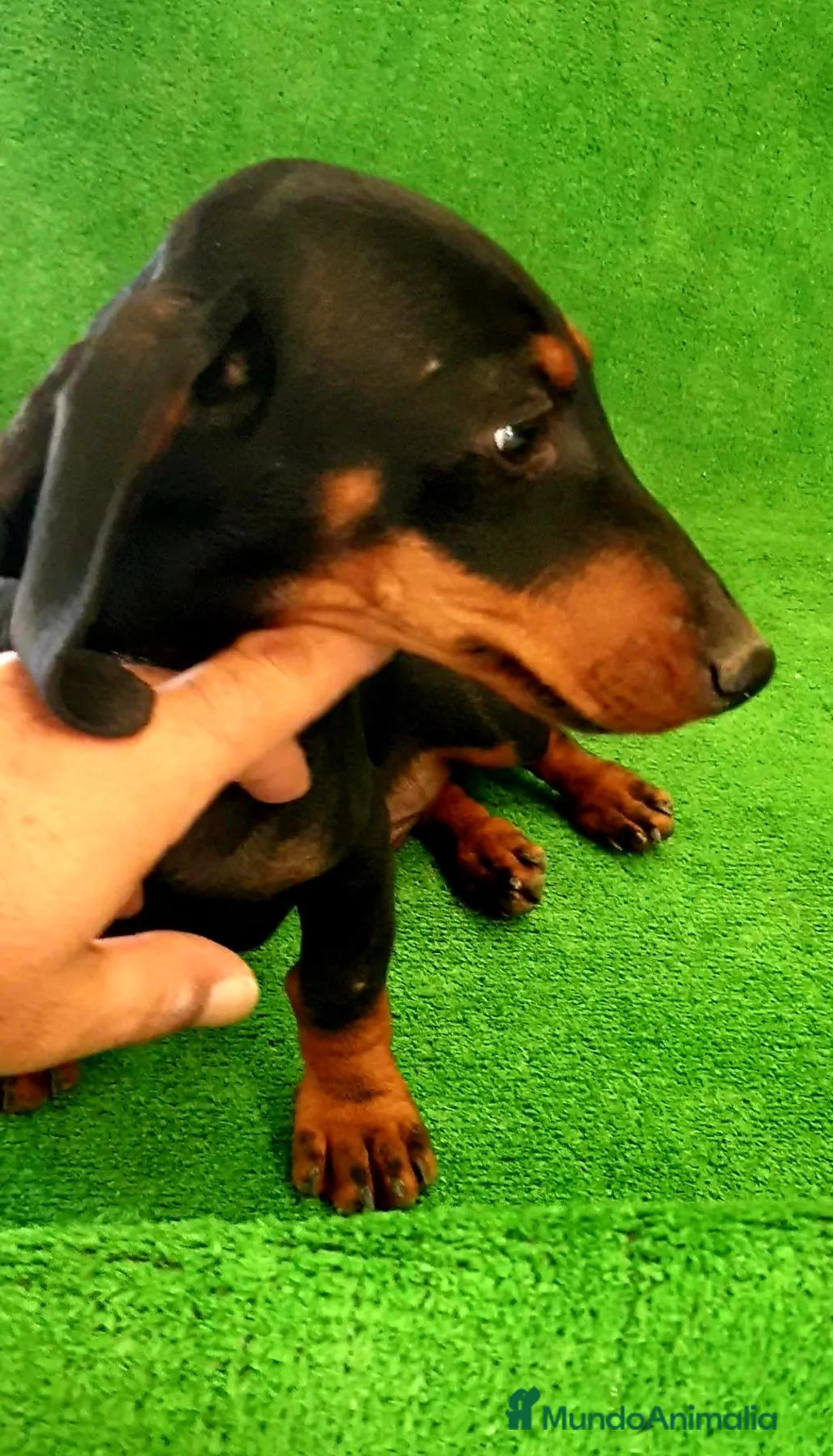 Teckel Miniatura perros en venta: Teckel Miniatura  - Anuncio 2