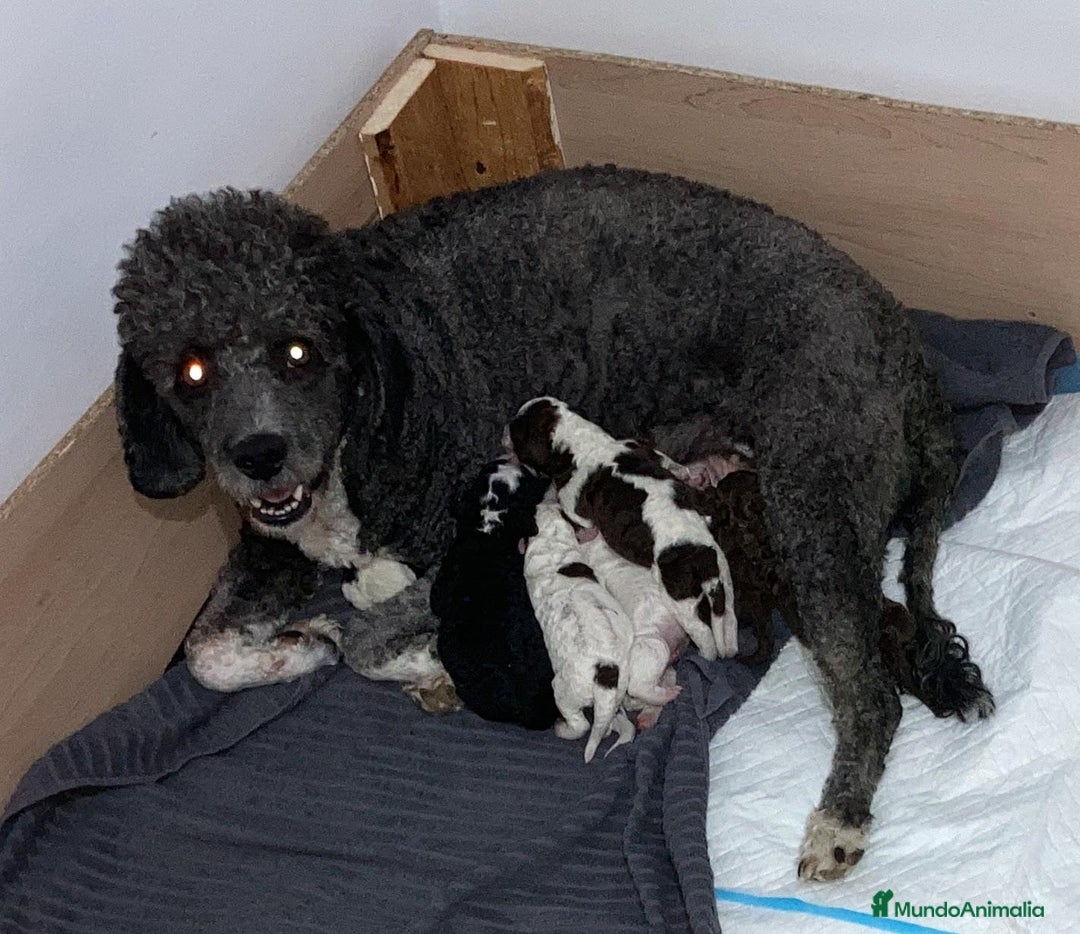 Perro de Agua Español perros en venta: PERRO DE AGUA ESPAÑOL - Anuncio 2