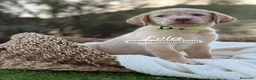 Labrador Retriever perros en venta: LABRADOR HEMBRA - Anuncio 5