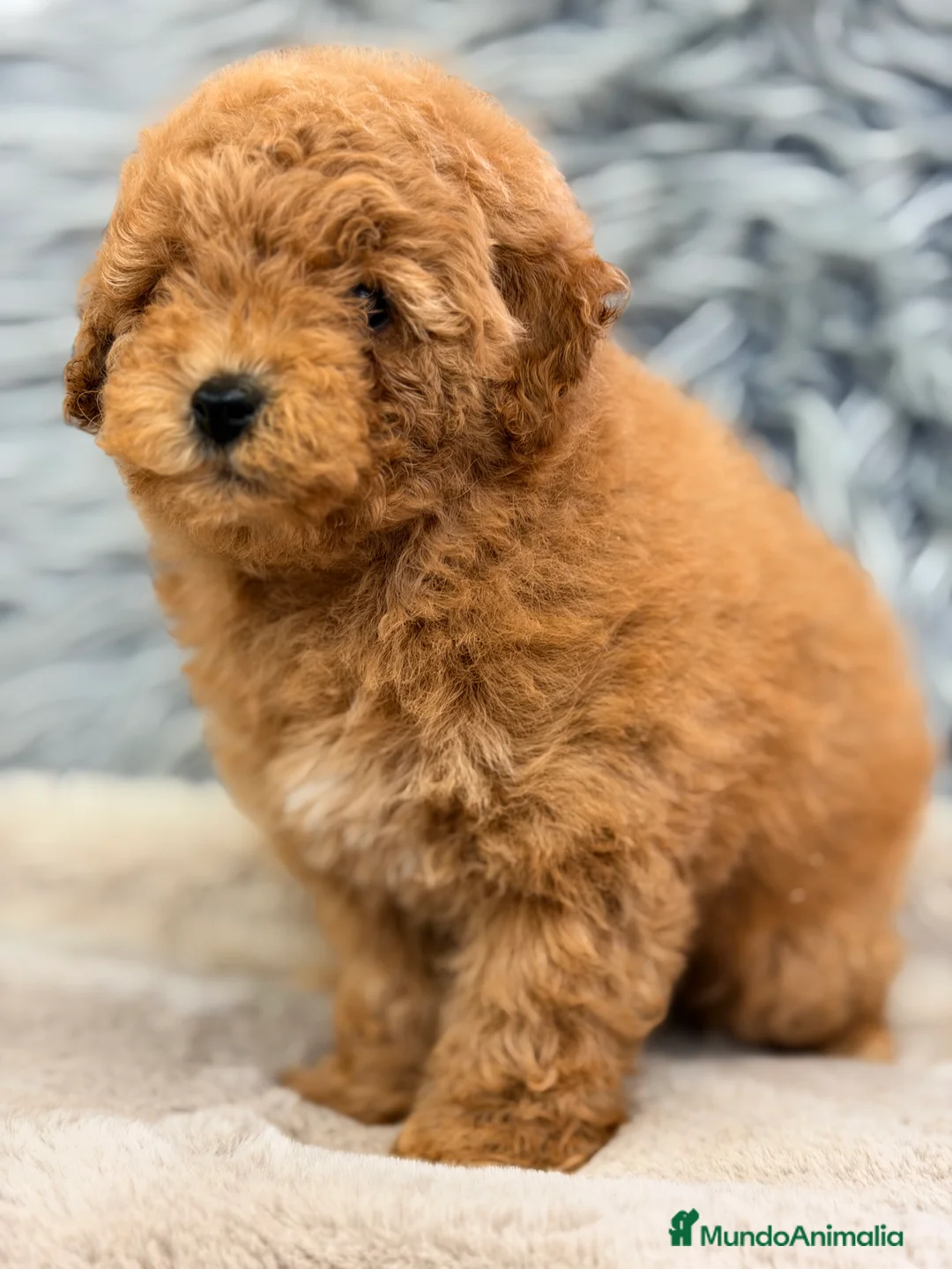 Caniche Enano perros en venta: Caniche Apricot machito  - Anuncio 1