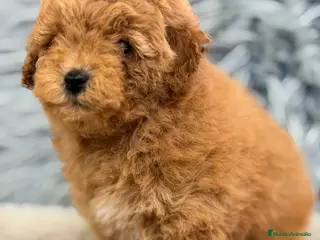 Caniche Enano perros Caniche Apricot machito - Anuncio 3