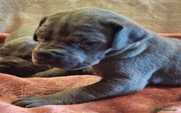 Dogo Alemán perros en venta: Dogo Alemán Azul - Imagen 2