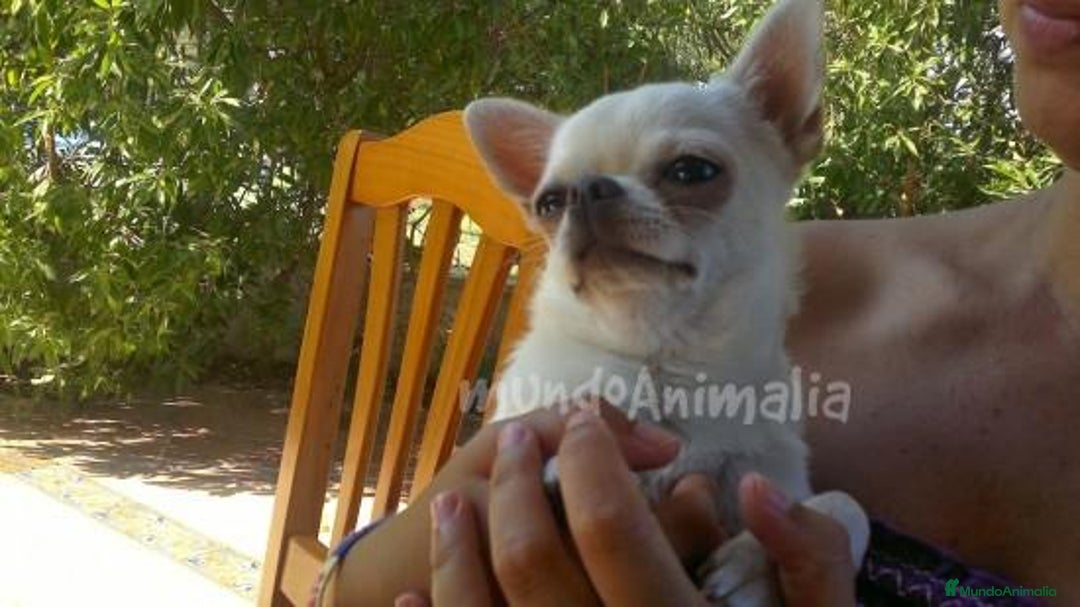 Imagen de galería {{count}}