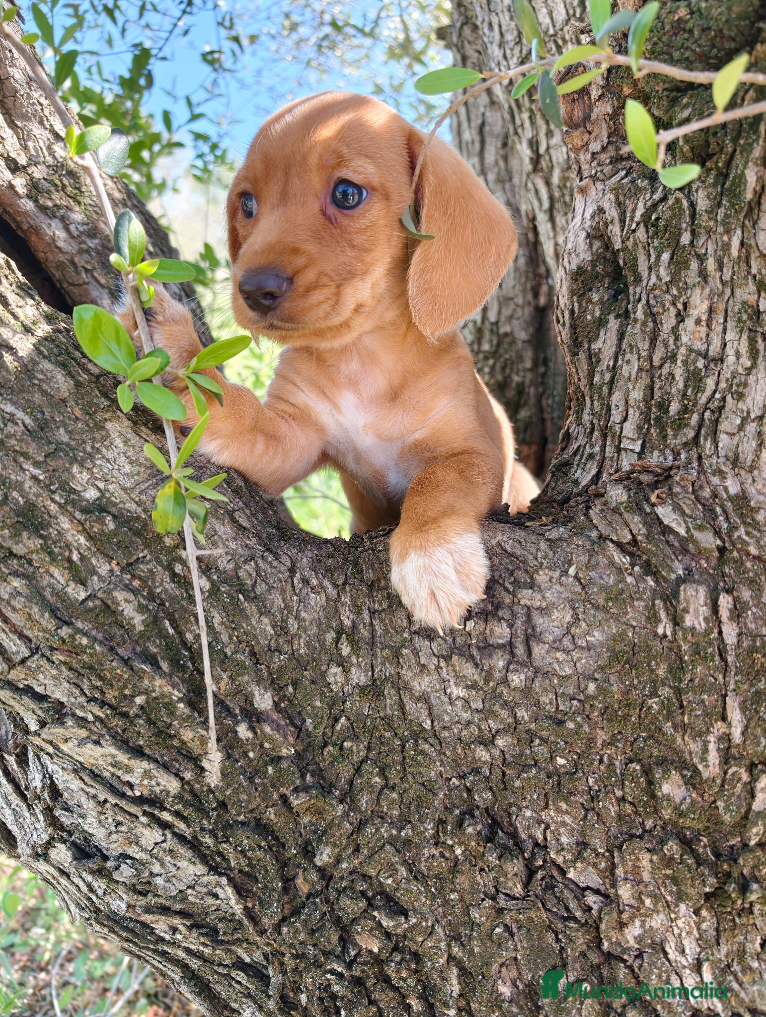 Teckel Miniatura perros Teckel kanichen hembra dorada  - Anuncio 1