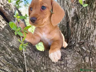 Teckel Miniatura perros Teckel kanichen hembra dorada - Anuncio 1