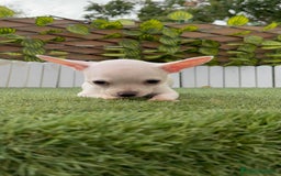 Chihuahua perros en venta: CHIHUAHUA HEMBRA BLANCA - Imagen 5