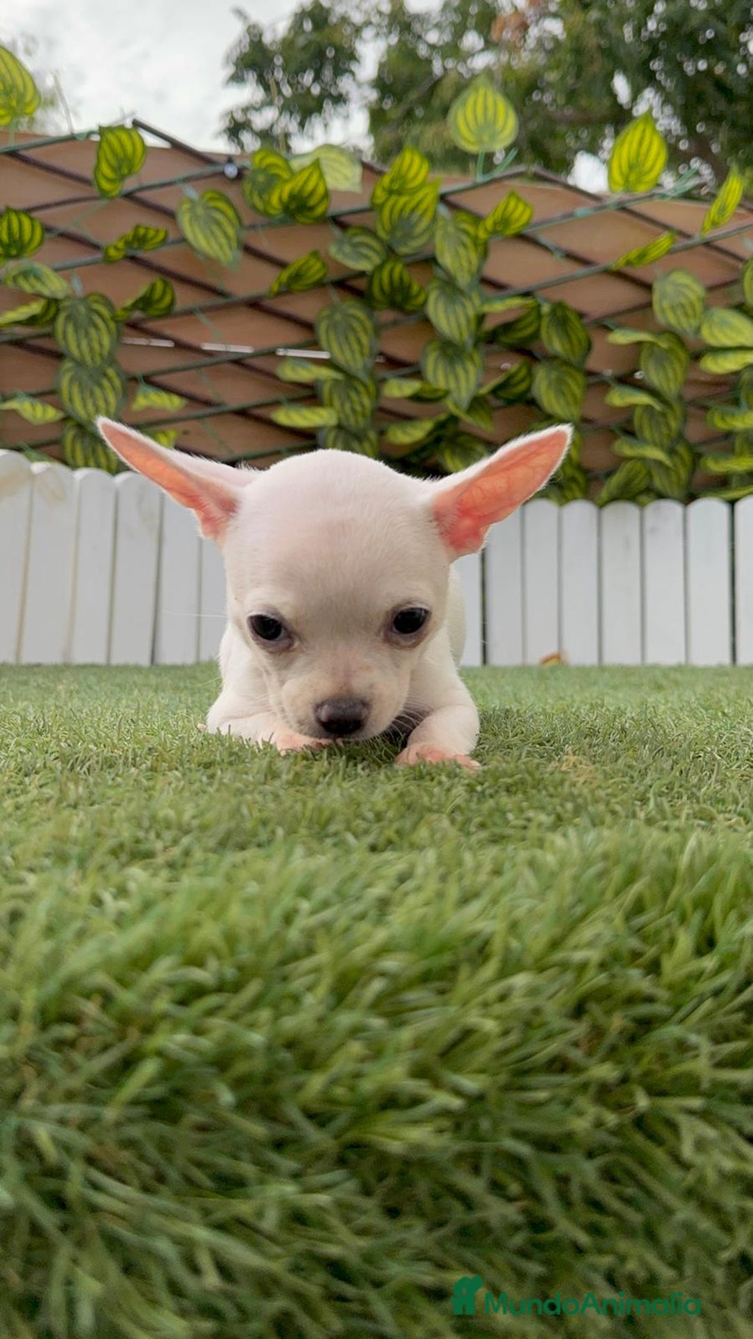 Chihuahua perros en venta: CHIHUAHUA HEMBRA BLANCA - Imagen 5