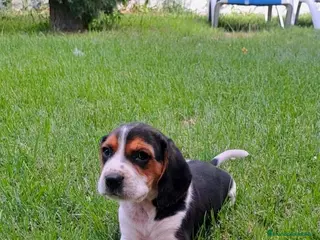 Beagle perros Preciosos Beagle - Anuncio 1