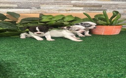 Chihuahua perros en venta: Chihuahua merle  - Anuncio 1