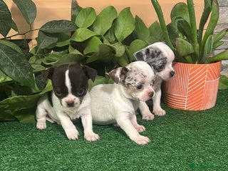 Chihuahua perros Chihuahua merle - Anuncio 1