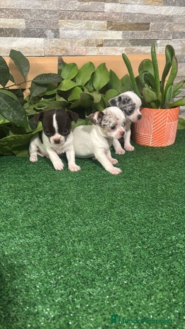 Chihuahua perros Chihuahua merle - Anuncio 6