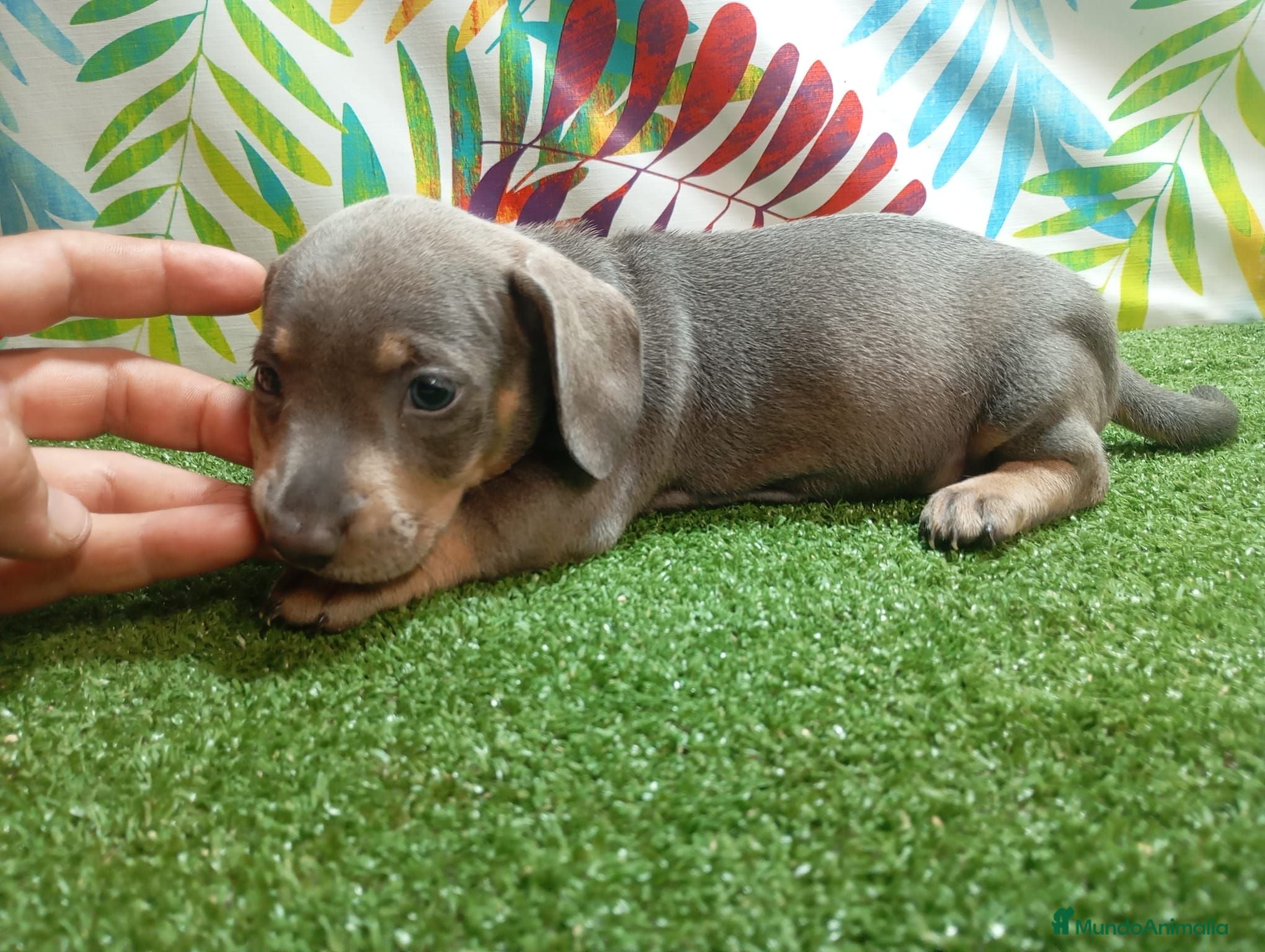 Teckel Miniatura perros TECKEL MINI - Anuncio 2