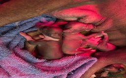 Xoloitzcuintle - Perro Sin Pelo Mexicano perros en venta: Xoloitzcuintle mediano - Anuncio 5