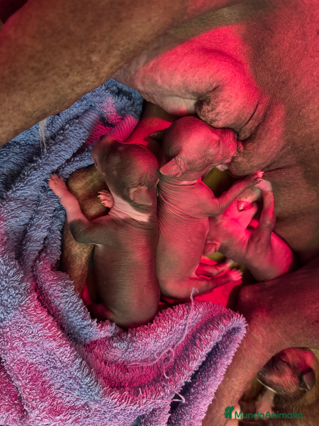Xoloitzcuintle - Perro Sin Pelo Mexicano perros en venta: Xoloitzcuintle mediano - Anuncio 5
