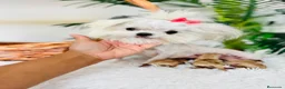 Maltipoo perros en venta: MALTIPOO TOY - Anuncio 6
