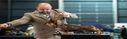 Teckel Miniatura perros en venta: Exclusiva Camada Teckel Miniatura de pelo duro  - Anuncio 5
