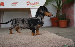 Teckel perros en venta: 🐾 Gregorio y Bomgo – Teckel miniatura 🐾 - Imagen 2