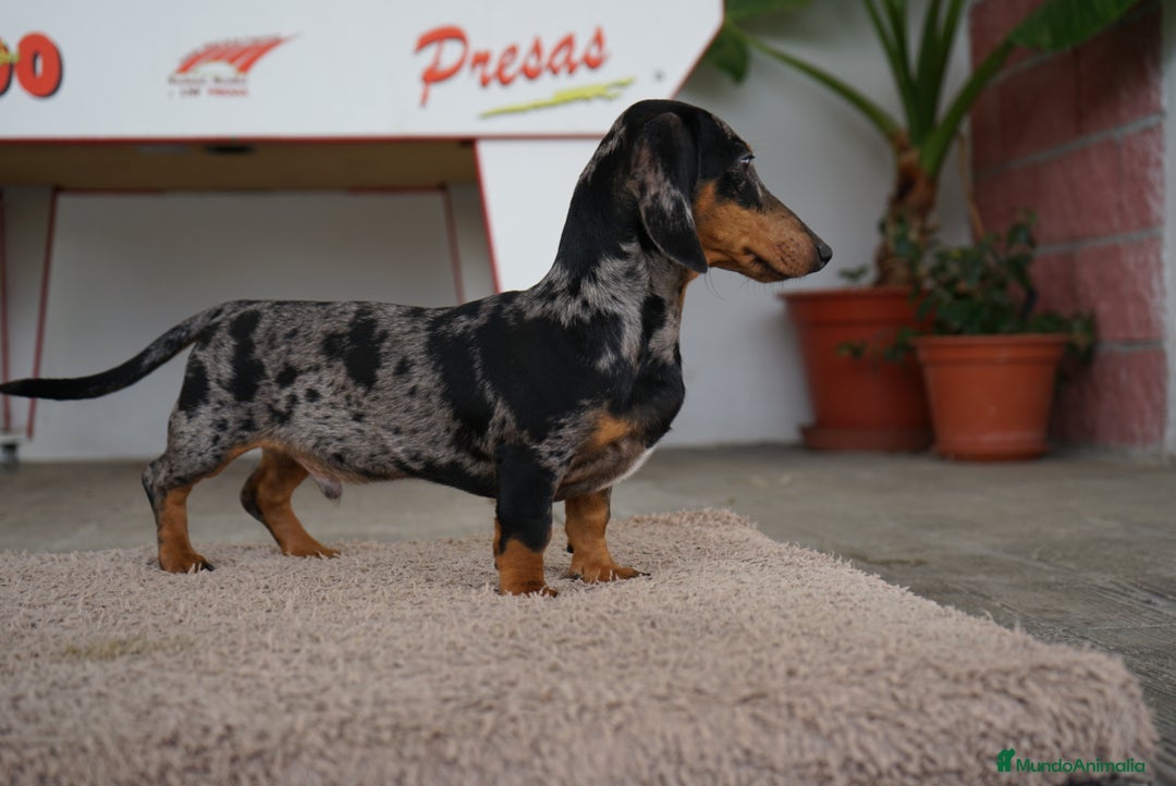 Teckel perros en venta: 🐾 Gregorio y Bomgo – Teckel miniatura 🐾 - Imagen 2