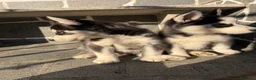 Husky Siberiano perros en venta: Husky disponibles - Anuncio 4