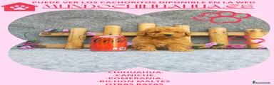 Caniche Toy Cachorro 10