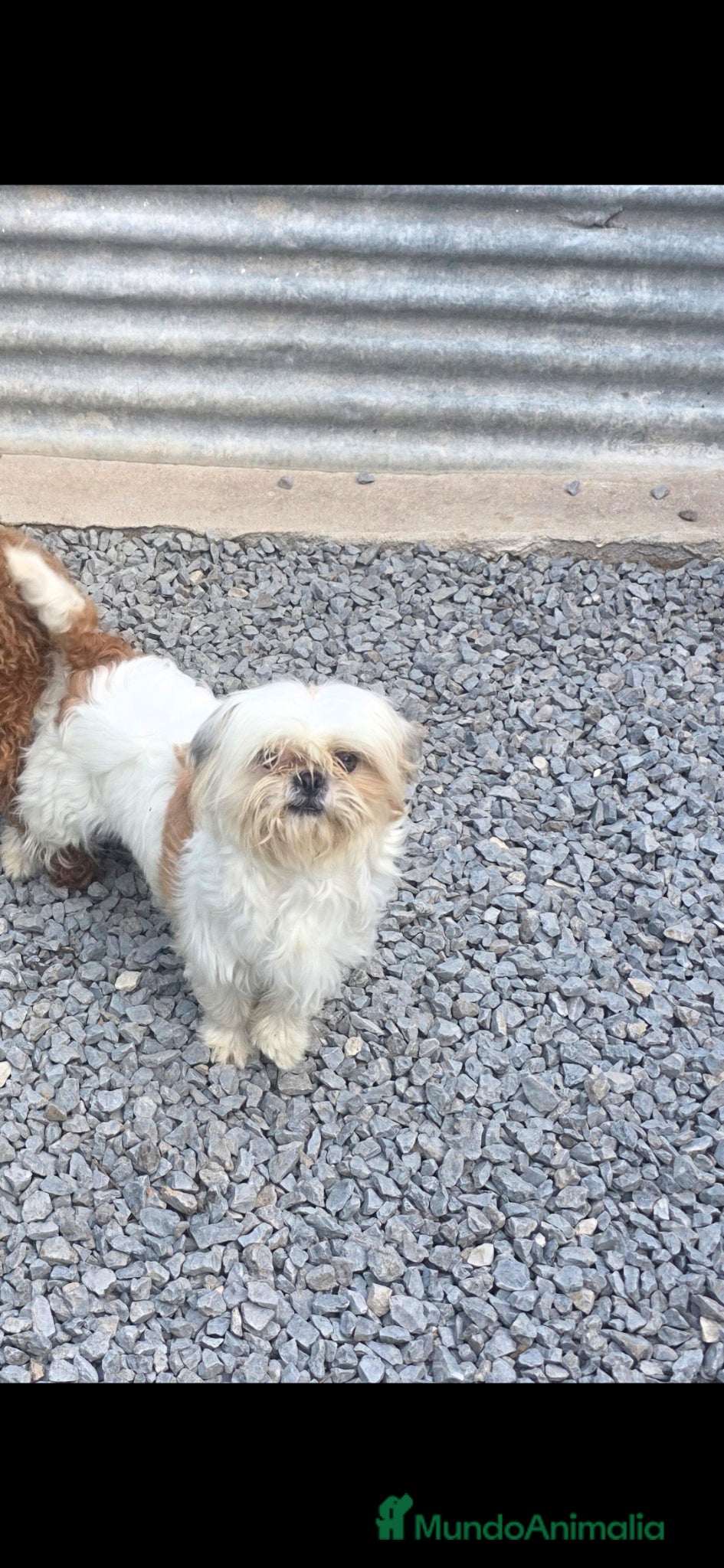 Shihpoo perros Shihpoo - Anuncio 1