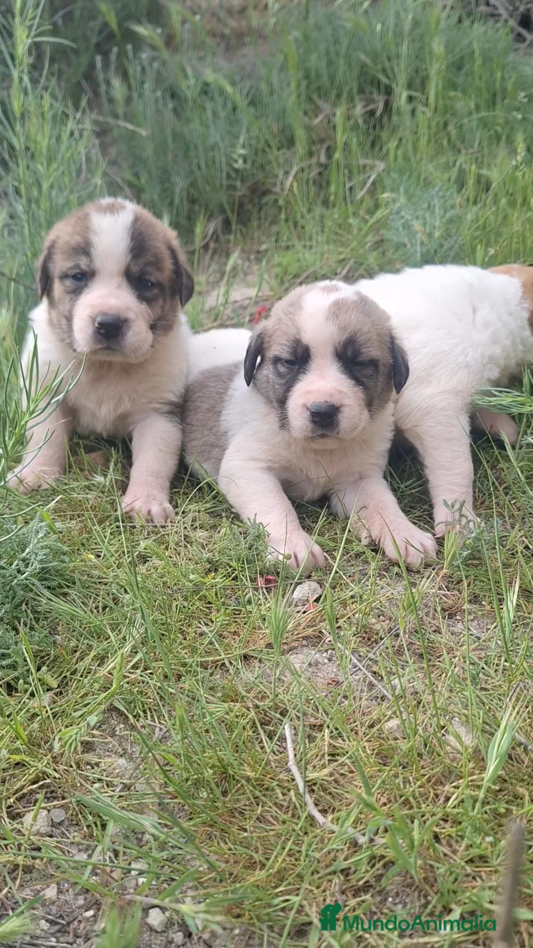 Mastín Español perros en venta: Camada de mastín español🐶🐾 en Madrid - Anuncio 2