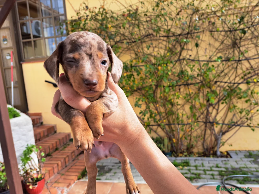 Teckel Miniatura perros en venta: Teckel miniatura - Anuncio 4