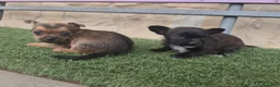 Raza Mixta perros en venta: Chorkie disponibles  en Madrid - Anuncio 7