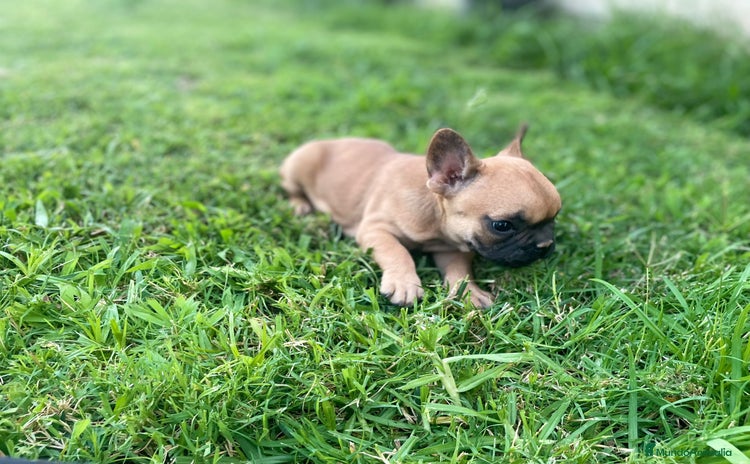 Bulldog Francés perros - Propaganda 1