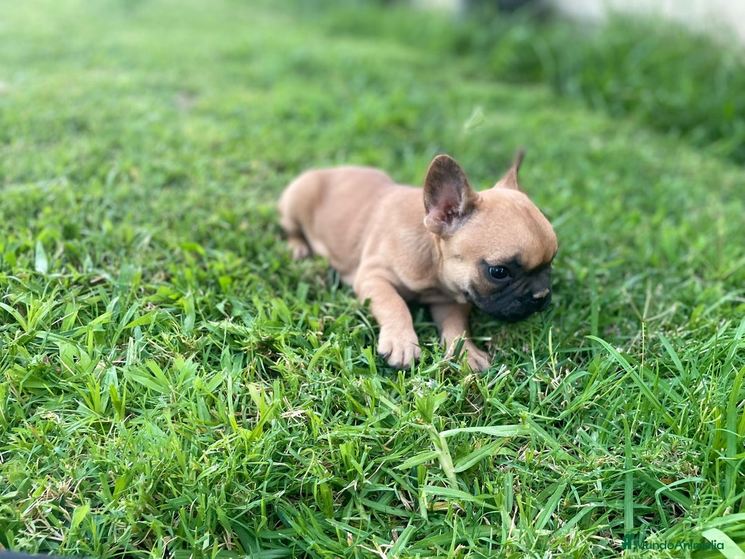 Bulldog Francés perros en venta: bulldog frances  - Imagen 1