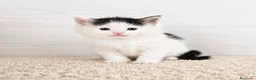 Maine Coon gatos en venta: Machito Maine Coon - Anuncio 1