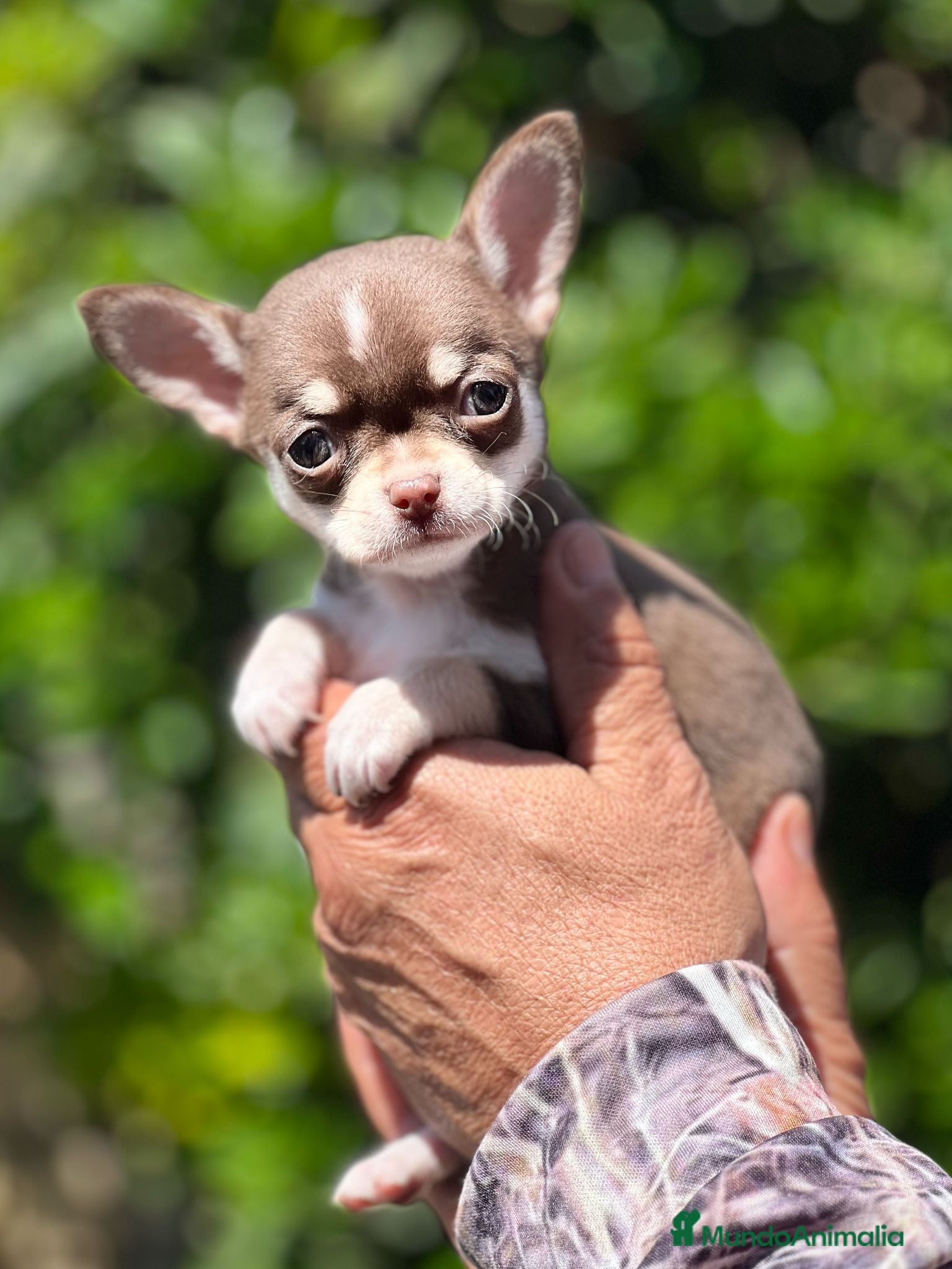 Chihuahua perros CHIHUAHUA TOY TRICOLOR MACHO en Barcelona - Anuncio 36
