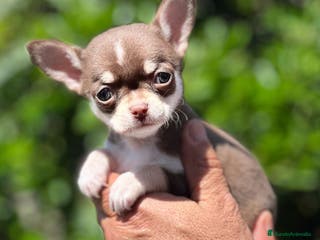 Chihuahua perros CHIHUAHUA TOY TRICOLOR MACHO en Barcelona - Anuncio 37