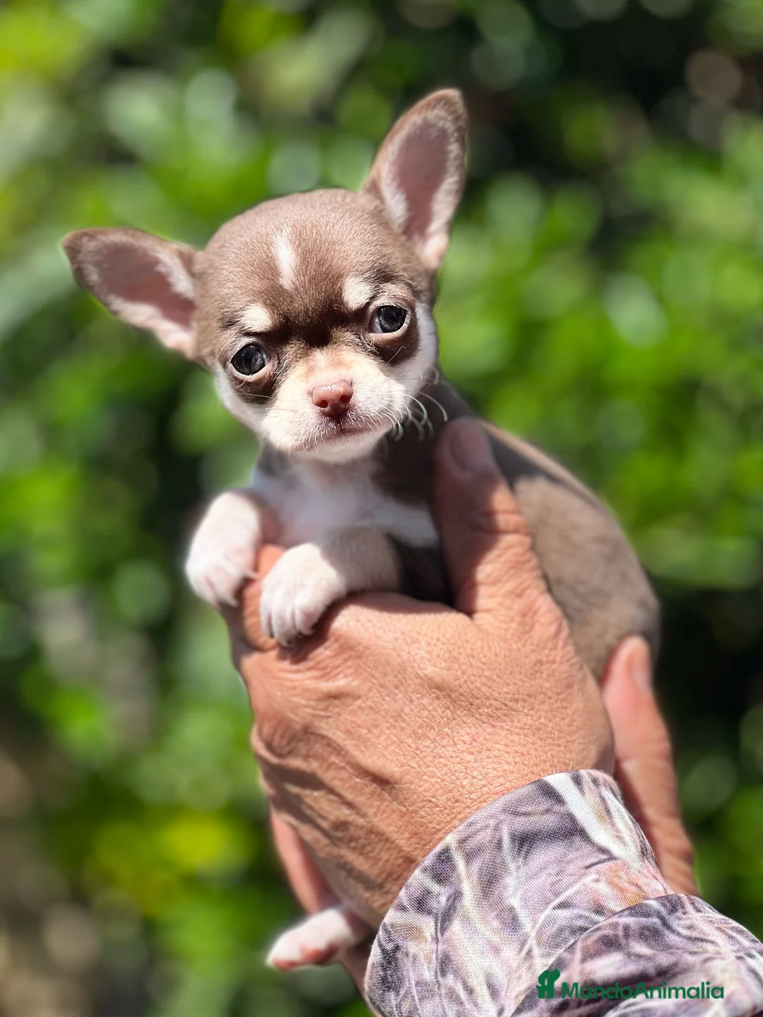 Chihuahua perros en venta: CHIHUAHUA TOY TRICOLOR MACHO en Barcelona - Anuncio 1