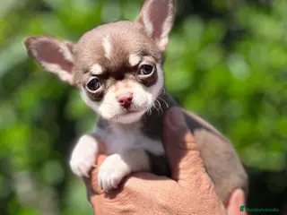 Chihuahua perros CHIHUAHUA TOY TRICOLOR MACHO en Barcelona - Anuncio 11