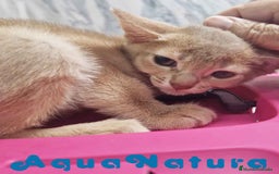 Abisinio gatos en venta: Abisinio Hembra de Mia 7913 AQUANATURA - Imagen 5