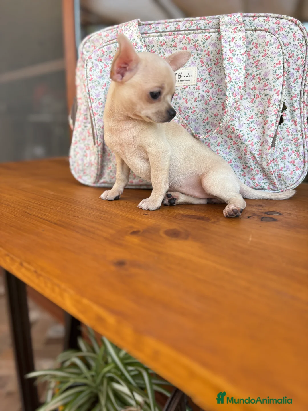 Chihuahua perros en venta: Chihuahua Hembra color blanco crema. - Anuncio 5