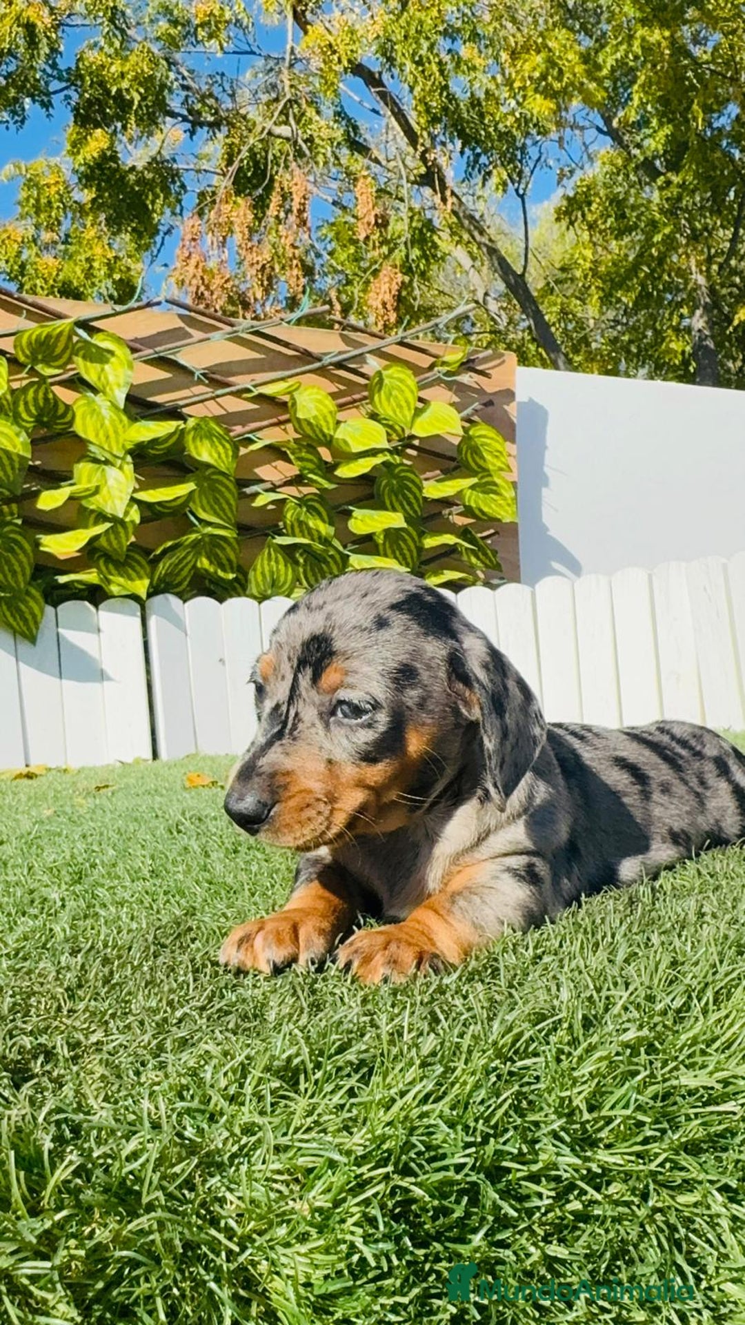 Teckel Miniatura perros en venta: TECKEL MINIATURA HEMBRA - Anuncio 5