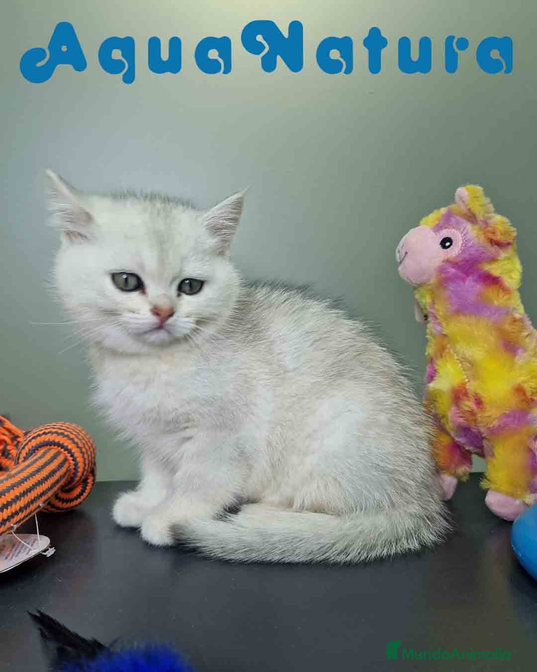 Británico de Pelo Corto gatos en venta: British Macho 7794 AQUANATURA - Anuncio 4