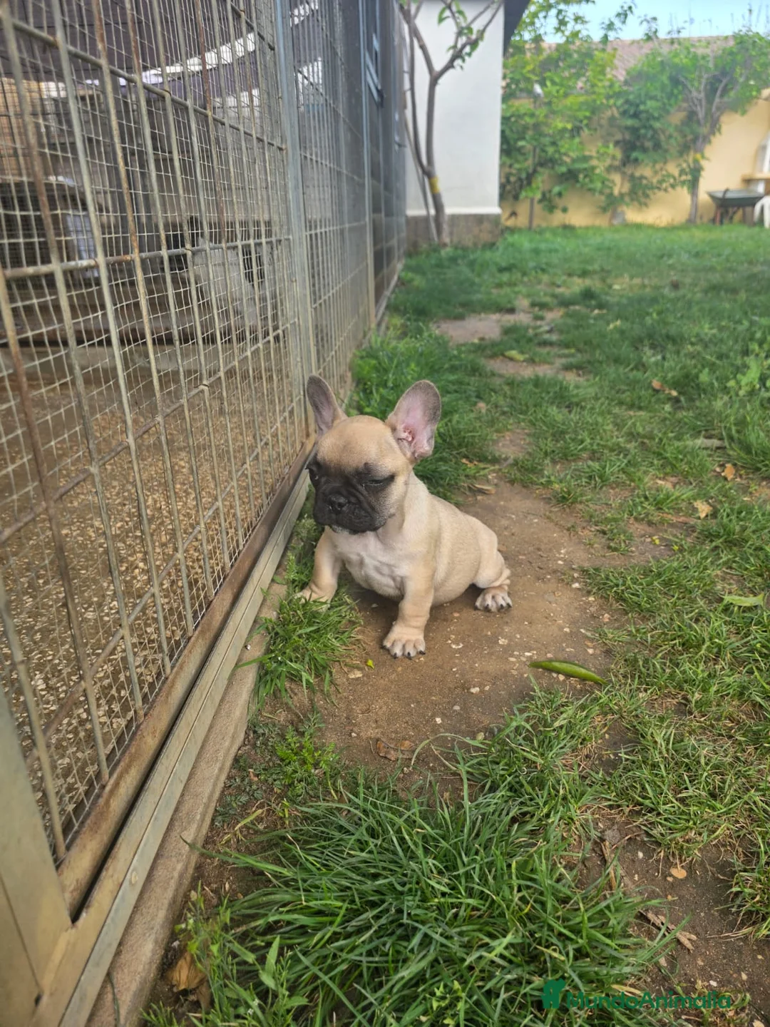 Bulldog Francés perros en venta: Bulldog frances - Anuncio 1