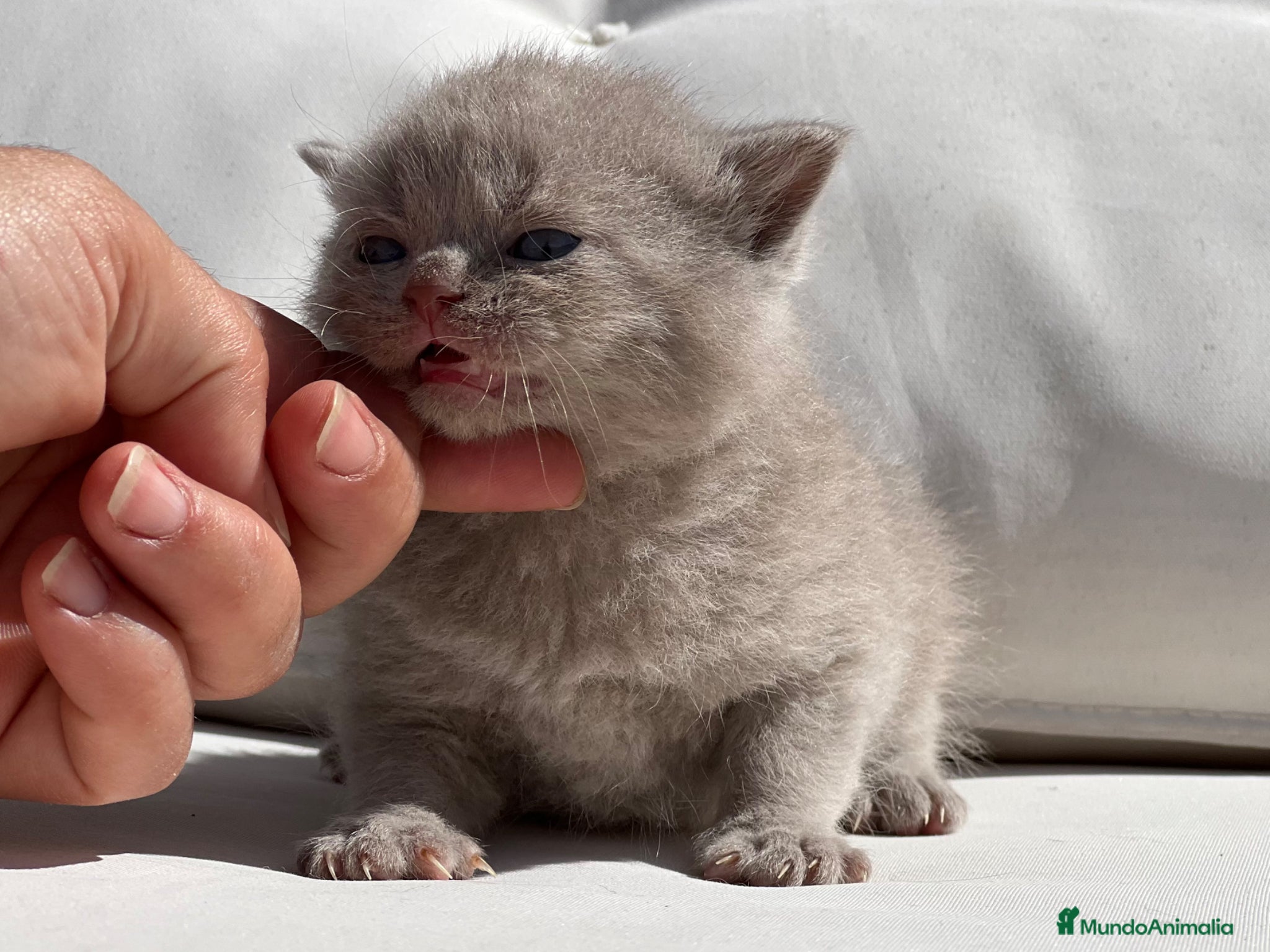 Británico de Pelo Corto gatos PRECIOSO BRITISH SHORTHAIR LILAC  - Anuncio 1