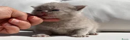 Británico de Pelo Corto gatos en venta: PRECIOSO BRITISH SHORTHAIR LILAC  - Anuncio 1