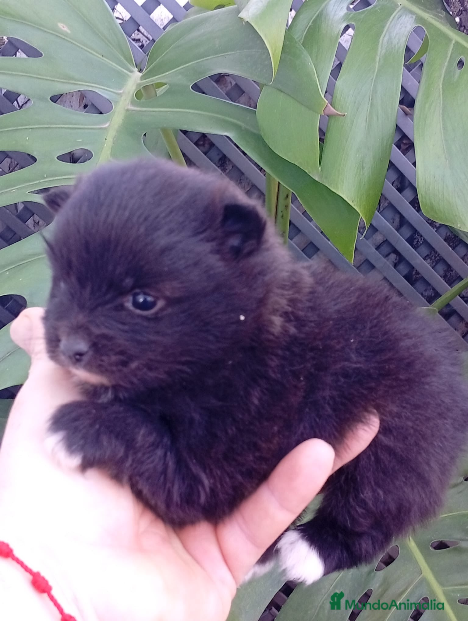 Pomerania perros Pomerania hembra  - Anuncio 1