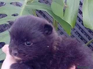 Pomerania perros Pomerania hembra - Anuncio 1