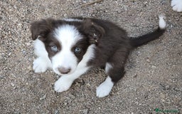 Border Collie perros en venta: Cachorros border collie color chocolate  - Imagen 10