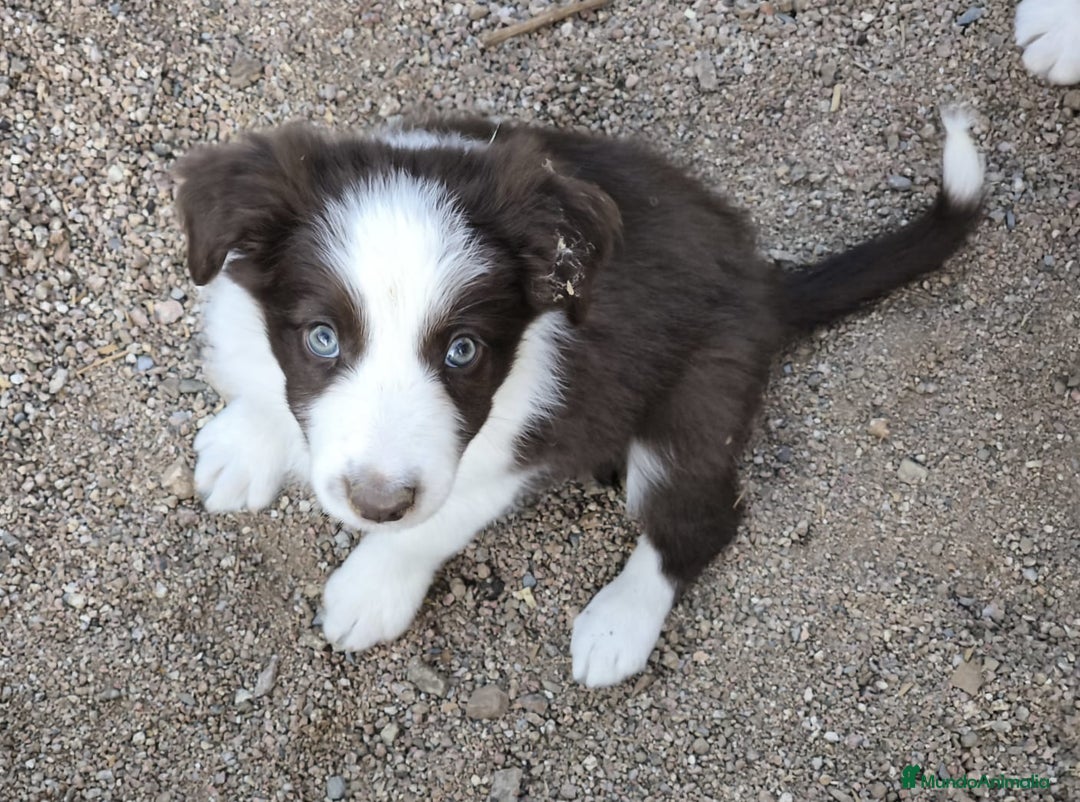 Border Collie perros en venta: Cachorros border collie color chocolate  - Imagen 10